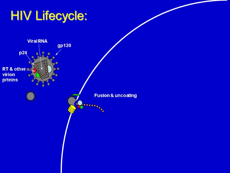 Fusion & uncoating HIV Lifecycle: